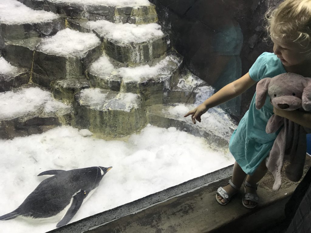 SeaWorld with Young Kids: Penguins