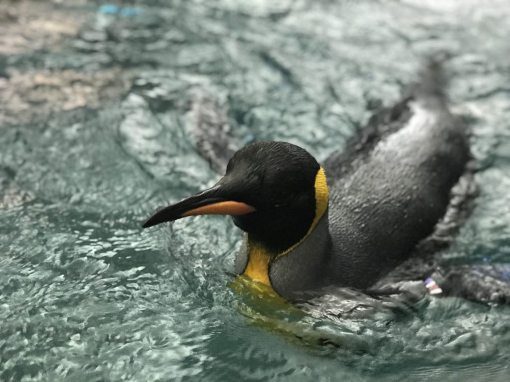 SeaWorld with Young Kids: Penguins