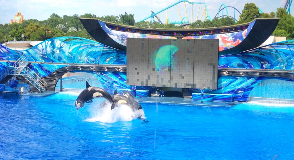 Visiting SeaWorld with young kids Shamu One Ocean Show